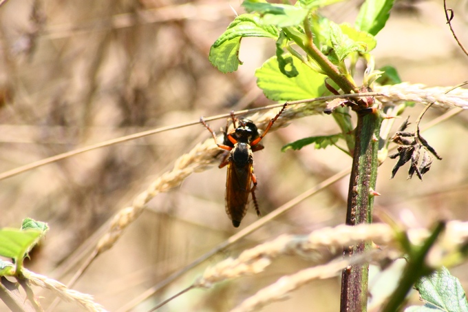 Asilidae di colore nero: Dasypogon cfr diadema